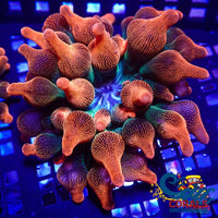 Ultra Rainbow Bubble Tip Anemone Bubbletipanemone