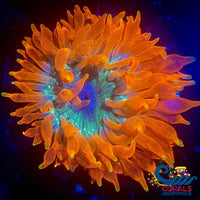 Yellow Tip Galaxy Anemone (3-5) Bubbletipanemone