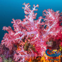 Carnation Tree Soft Coral (Dendronephthya Sp./Scleronephthya Sp.) Carnation