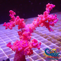 Carnation Tree Soft Coral (Dendronephthya Sp./Scleronephthya Sp.) Carnation