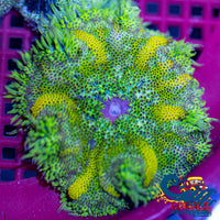 Ultra Maxi Mini Carpet Anemone (Assorted 1-3) Carpetanemone