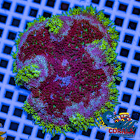Ultra Maxi Mini Carpet Anemone (Assorted 1-3) Carpetanemone