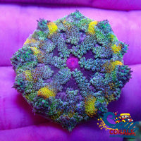 Ultra Maxi Mini Carpet Anemone (Assorted 1-3) Carpetanemone