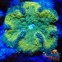 Ultra Maxi Mini Carpet Anemone (Assorted 1-3) Carpetanemone