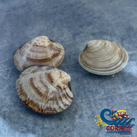 Cleaner Clam (Mercenaria Mercenaria) Clam