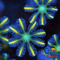 Yellow Rose Firework Cloves (Small Colony) Cloves