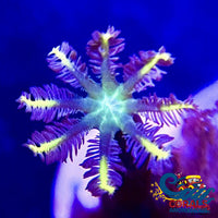 Yellow Rose Firework Cloves (Small Colony) Cloves