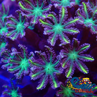 Yellow Rose Firework Cloves (Small Colony) Cloves