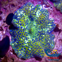 Blue Spotted Gold Watermelon Discosoma Mushroom Discosoma
