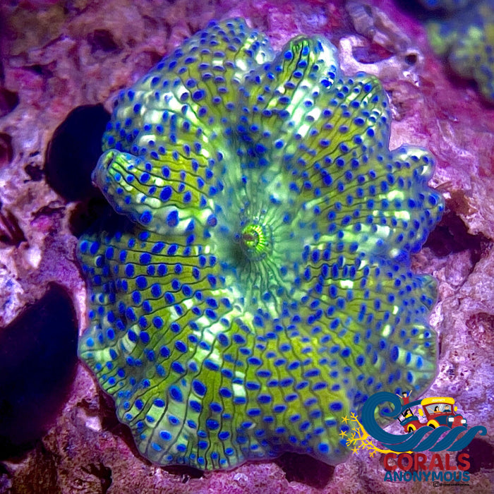 Blue Spotted Watermelon Discosoma Mushroom | Corals Anonymous
