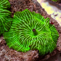 Watermelon Discosoma Mushroom - Corals Anonymous