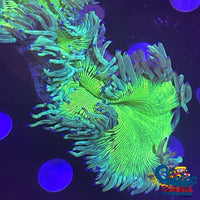 Highlighter Neon Green Elegance Elegance