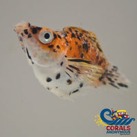 Saltwater Calico Koi Balloon Belly Molly Fish