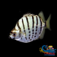 Saltwater Silver Scat Fish