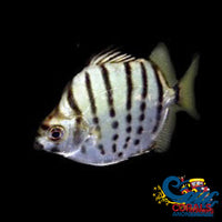 Saltwater Silver Scat Fish