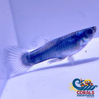 Turquoise Guppy Fish