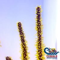 Yellow Polyp Red Gorgonian Gorgonian