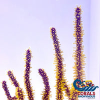 Yellow Polyp Red Gorgonian Gorgonian
