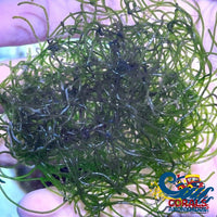 Chaeto (Spaghetti Algae) Chaetomorpha Macroalgae Macroalgae