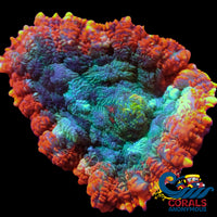 Hawaiian Sunset Rhodactis Mushroom Rhodactis