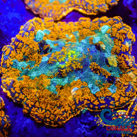 Hawaiian Sunset Rhodactis Mushroom Rhodactis