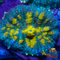 Horizon Sunrise Rhodactis Mushroom Rhodactis