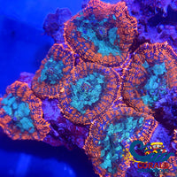 Molokai Sunset Rhodactis Mushroom