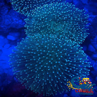 Neon Green Toadstool Leather Toadstool