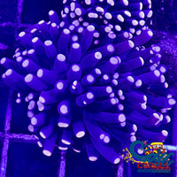 Pink Candy Pop Torch Torch