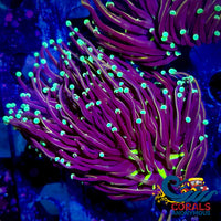 Ultra Green/Teal Tip Indo Gold Torch Torch