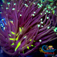 Ultra Green/Teal Tip Indo Gold Torch Torch