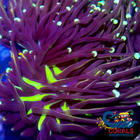 Ultra Green/Teal Tip Indo Gold Torch Torch