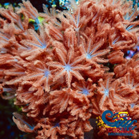 Ca Ruby Red Pulsing Xenia Xenia