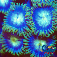 blueberry pie zoa 4