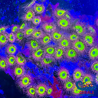 Candy Apple Ultra Pink Zoa (2-3 Polyps) Zoa