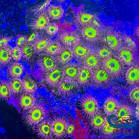 Candy Apple Ultra Pink Zoa (2-3 Polyps) Zoa