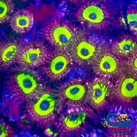 Candy Apple Ultra Pink Zoa (2-3 Polyps) Zoa