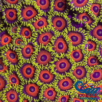 Eagle Eye Zoa 10-15 Polyps Colony Zoa