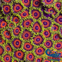 Eagle Eye Zoa 10-15 Polyps Colony Zoa