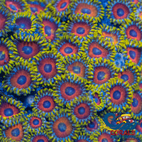 Eagle Eye Zoa 10-15 Polyps Colony Zoa