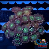 Green People Eater Zoa 10-15 Polyps Colony Zoa