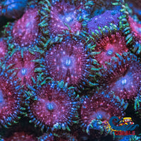 Rose Nebula Zoa (6-10 Polyps) Zoa
