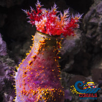 Bloody Red Sea Apple Cucumber Seacucumber
