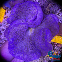 Blue Gigantea Carpet Anemone