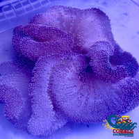 Blue Gigantea Carpet Anemone