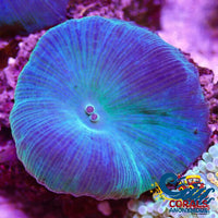 Blue-Green Discosoma Mushroom Discosoma
