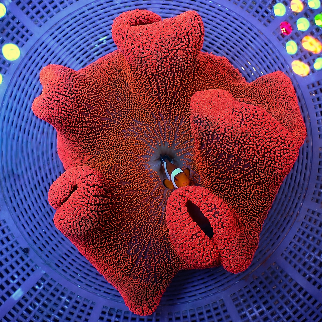 WYSIWYG Ultra Bright Red Ruby Haddoni Carpet Anemone (10-13