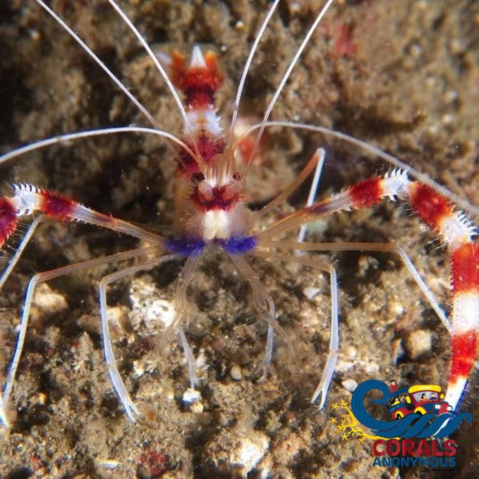 Coral Banded Shrimp Corals Anonymous 0751