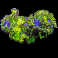 Master Fruity Pebbles Rainbow Tip Elegance (2-3”)