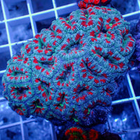 aussie frostbite acans 2